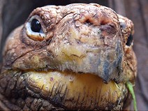 Kid of Galapagos Giant Tortoise
